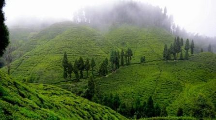 Goodricke Group Limited’s Darjeeling Gardens Achieve Remarkable Carbon Sequestration Milestone